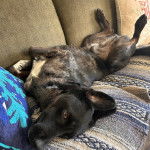 Un Catahoula Heeler allongé sur un canapé et regardant vers la caméra 