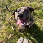 Un Catahoula Heeler assis sur une surface herbacée et qui est tenu en laisse 