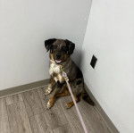 Un Catahoula Heeler assis sur un plancher et qui est tenu en laisse 