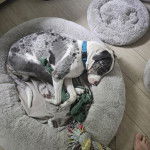 Un Catahoula Heeler allongé dans panier et portant un collier autour du cou