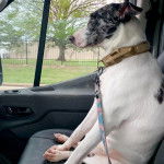 Un Catahoula Heeler dans une camionnette et qui est tenu en laisse