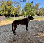 Un Catahoula Heeler tirant la langue et portant un collier autour du cou
