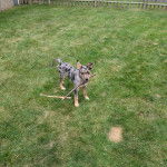 Un Catahoula Heeler sur une surface gazonnée et ayant un bâton dans sa gueule 