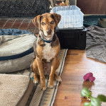 Un Catahoula Heeler assis sur un tapis et portant un collier autour du cou