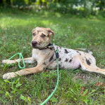 Un Catahoula Heeler allongé sur une surface herbacée et qui est tenu en laisse