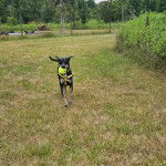 Un Catahoula Heeler ayant une balle dans sa gueule et portant un harnais 