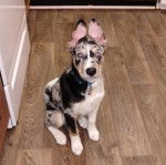 Un Catahoula Heeler assis sur un plancher et portant un collier autour du cou