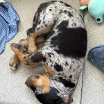 Un Catahoula Heeler allongé sur une surface bétonnée et semblant dormir 