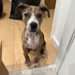 Un Catahoula Heeler assis sur un plancher 