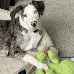 Un Catahoula Heeler regardant vers la caméra et portant un collier autour du cou