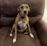 Un Catahoula Heeler assis sur un fauteuil et portant un collier autour du cou