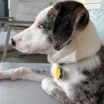 Un Catahoula Heeler allongé sur un canapé et portant un collier autour du cou