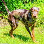 Un Catahoula Heeler sur une surface gazonnée 