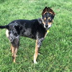 Un Catahoula Heeler sur une surface gazonnée et portant un collier autour du cou