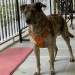 Un Catahoula Heeler sur une surface carrelé et portant un harnais 