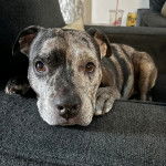 Un Catahoula Heeler allongé sur un canapé et semblant détendu 