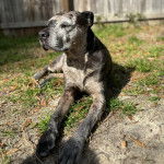 Un Catahoula Heeler allongé sur une surface herbacée et semblant détendu