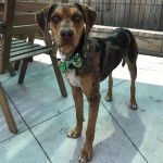 Un Catahoula Heeler sur une surface bétonnée et portant un collier autour du cou