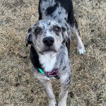 Un Catahoula Heeler sur un terrain herbeux et portant un collier autour du cou