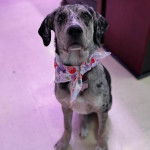 Un Catahoula Heeler assis sur une surface bétonnée et portant un collier autour du cou