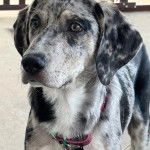 Un Catahoula Heeler sur une moquette et portant un collier autour du cou