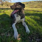 Un Catahoula Heeler allongé sur une surface herbacée et portant un collier autour du cou