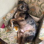 Un Catahoula Heeler allongé sur un fauteuil et semblant détendu 