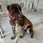 Un Catahoula Heeler assis sur une surface bétonnée et qui est tenu en laisse 