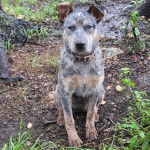 Un Catahoula Heeler assis sur une surface herbacée et portant un collier autour du cou