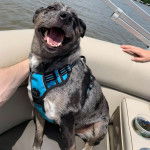 Un Catahoula Heeler assis dans un bateau et portant un harnais 