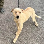 Un Catahoula Heeler regardant vers la caméra et qui est tenu en laisse