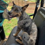 Un Catahoula Heeler assis dans une voiture et regardant vers la caméra 