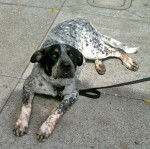 Un Catahoula Heeler allongé sur une surface bétonnée et qui est tenu en laisse