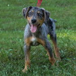 Un Catahoula Heeler sur une surface gazonnée et tirant la langue 