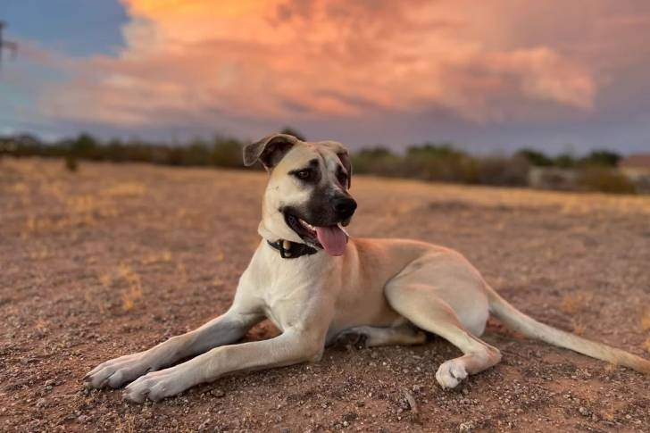 Un Catahoula Heeler ayant la langue pendante et portant un collier autour du cou