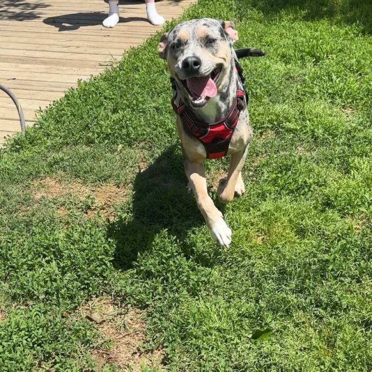 Un Catahoula Heeler sur un terrain herbeux et portant un harnais 