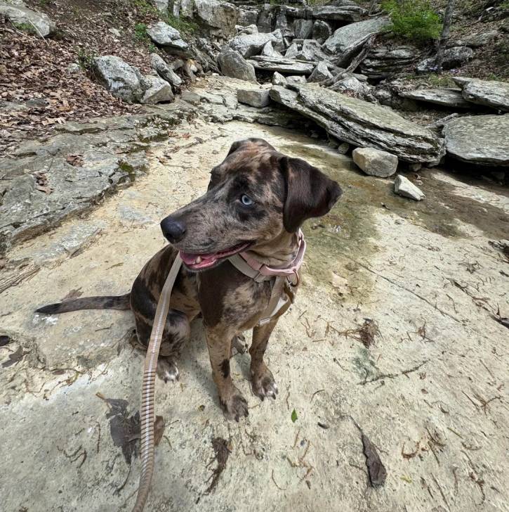 Un Catahoula Heeler assis et qui est tenu en laisse 