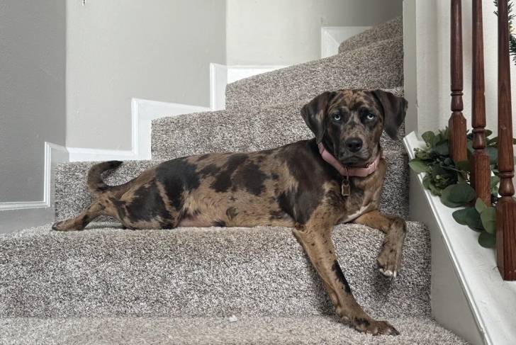 Un Catahoula Heeler allongé sur une marche d'escaliers et portant un collier autour du cou
