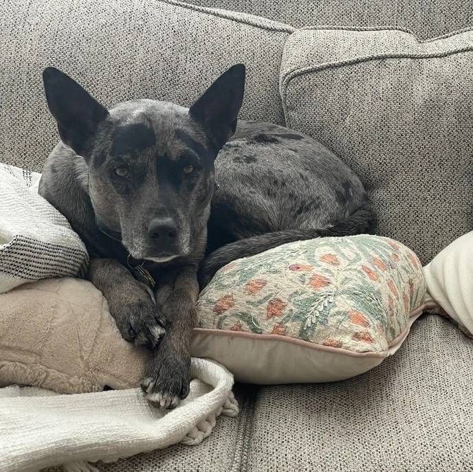 Un Catahoula Heeler allongé sur un oreiller et portant un collier autour du cou
