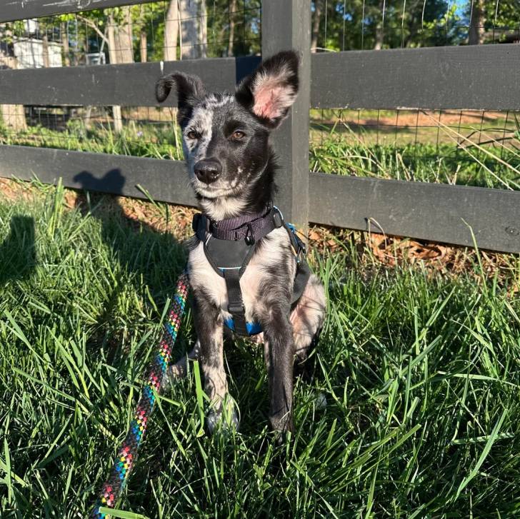 Un Catahoula Heeler assis sur un terrain herbeux et qui est tenu en laisse 