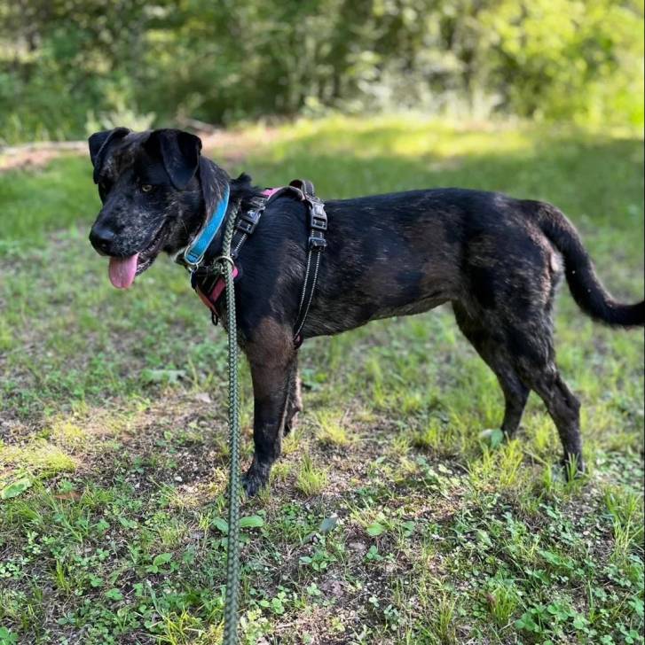 Un Catahoula Heeler tirant la langue et qui est tenu en laisse 