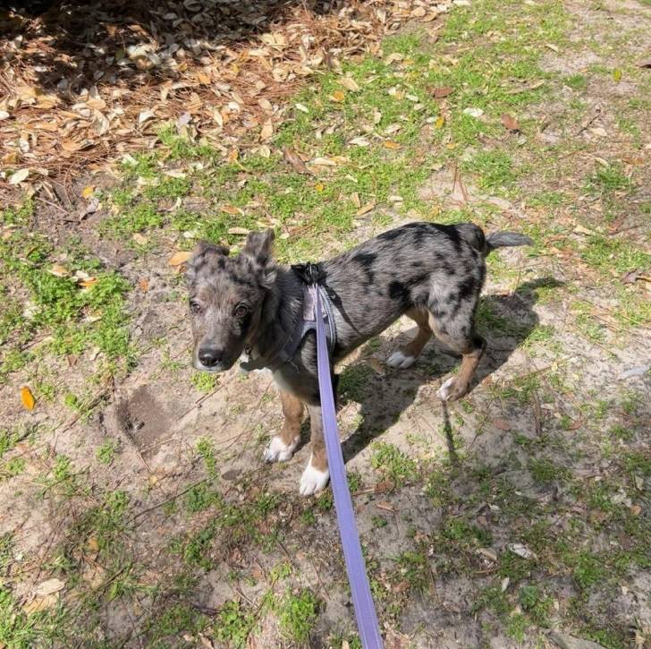 Un Catahoula Heeler sur un terrain herbeux et qui est tenu en laisse 