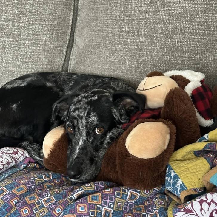 Un Catahoula Heeler allongé sur un canapé et semblant détendu 