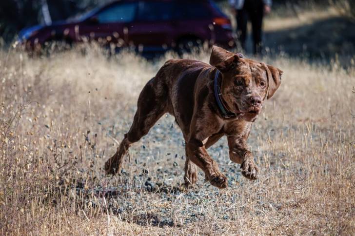 Un Catahoula Heeler courant sur un terrain herbeux et portant un collier autour du cou