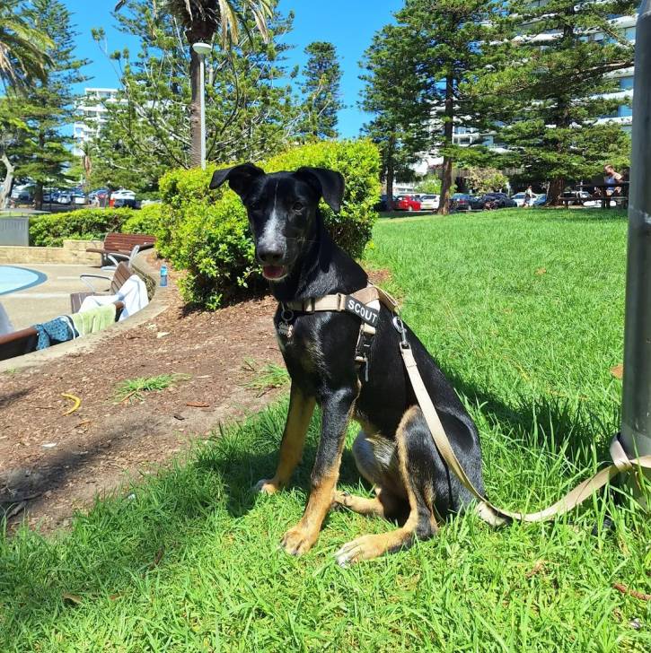 Un Catahoula Heeler assis sur une surface gazonnée et qui est tenu en laisse 