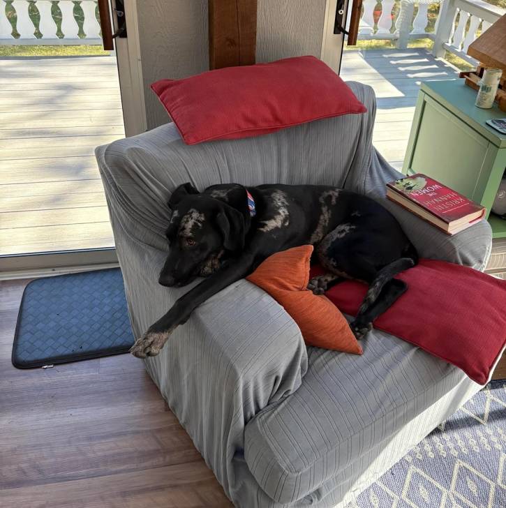 Un Catahoula Heeler allongé sur un fauteuil et portant un collier autour du cou