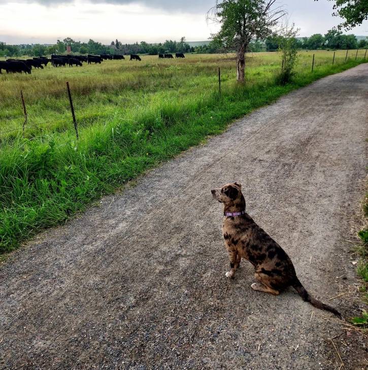 Un Catahoula Heeler assis sur une route et portant un collier autour du cou