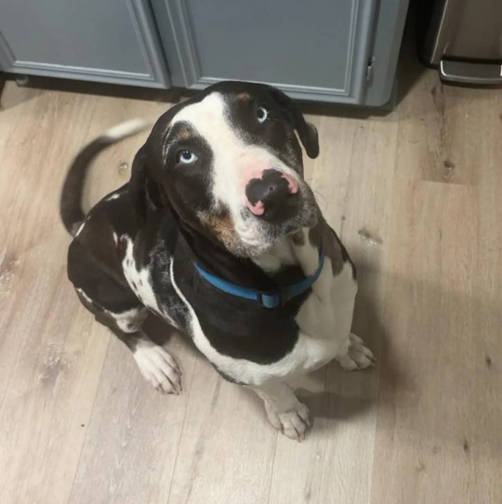 Un Catahoula Heeler assis sur un plancher et portant un collier autour du cou