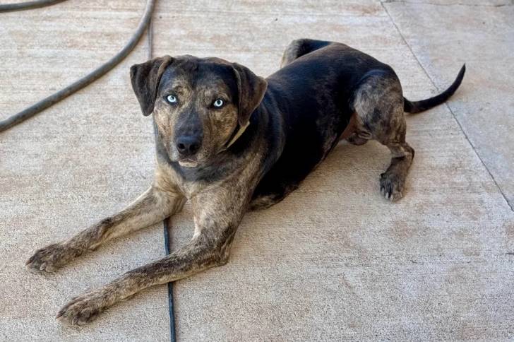 Un Catahoula Heeler allongé sur une surface bétonnée 
