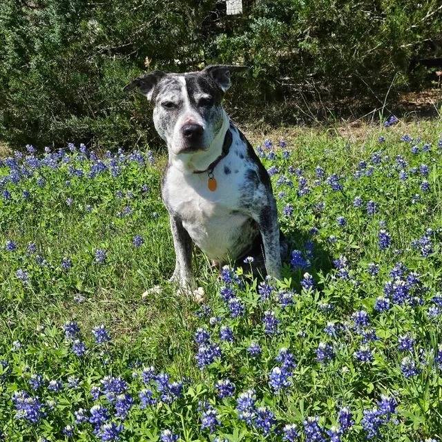 Un Catahoula Heeler assis sur un terrain herbeux et portant un collier autour du cou